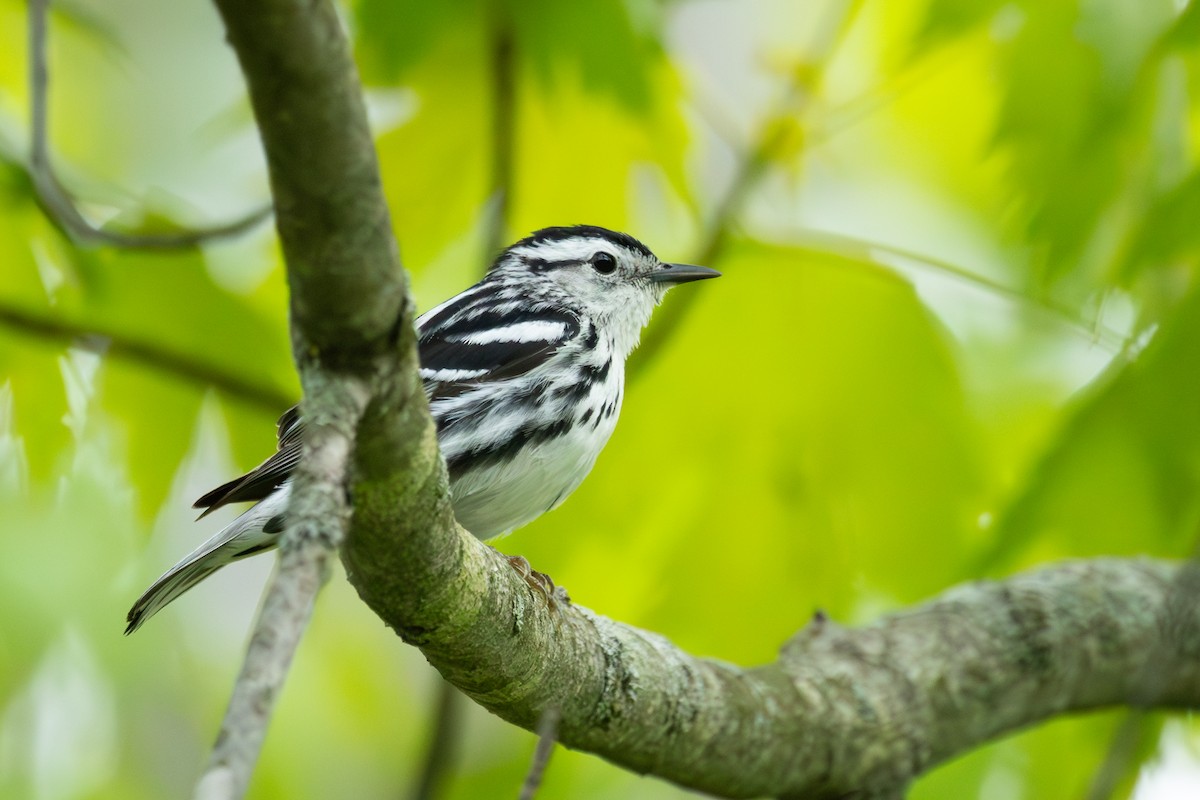 Black-and-white Warbler - ML619156887