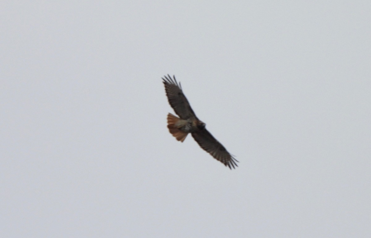 Red-tailed Hawk - ML619156942