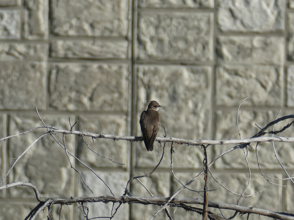 Northern Rough-winged Swallow - ML619156951