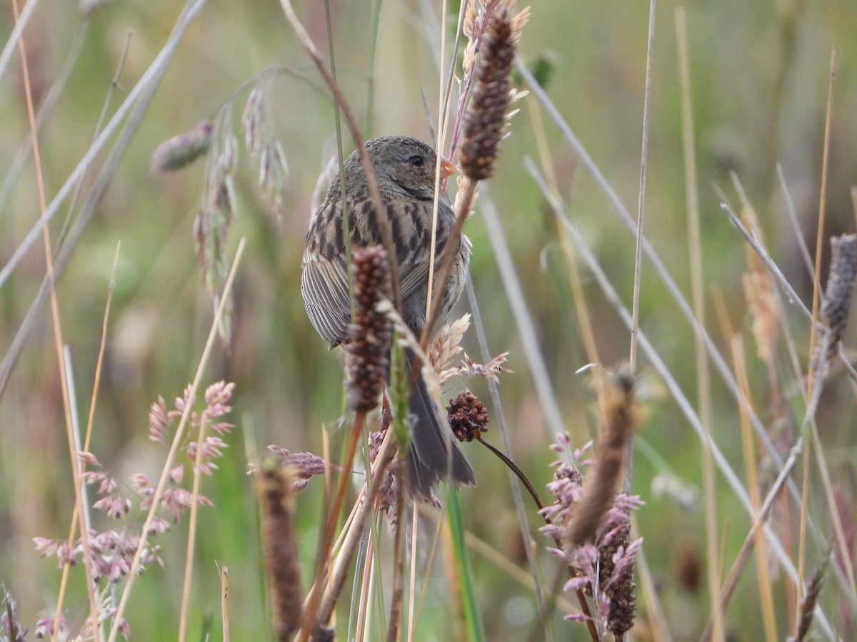 Plain-colored Seedeater - ML619156959