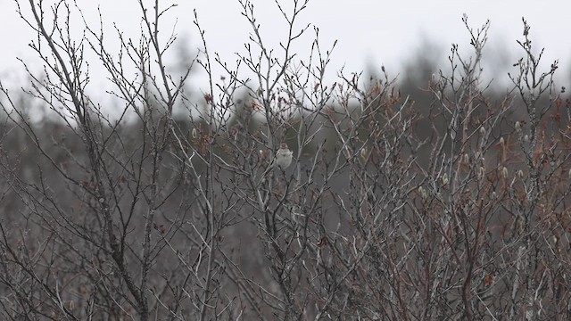 American Tree Sparrow - ML619156964