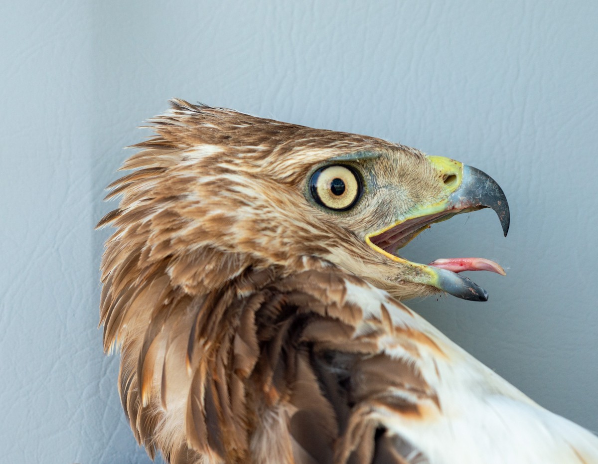 Red-tailed Hawk - ML619156981