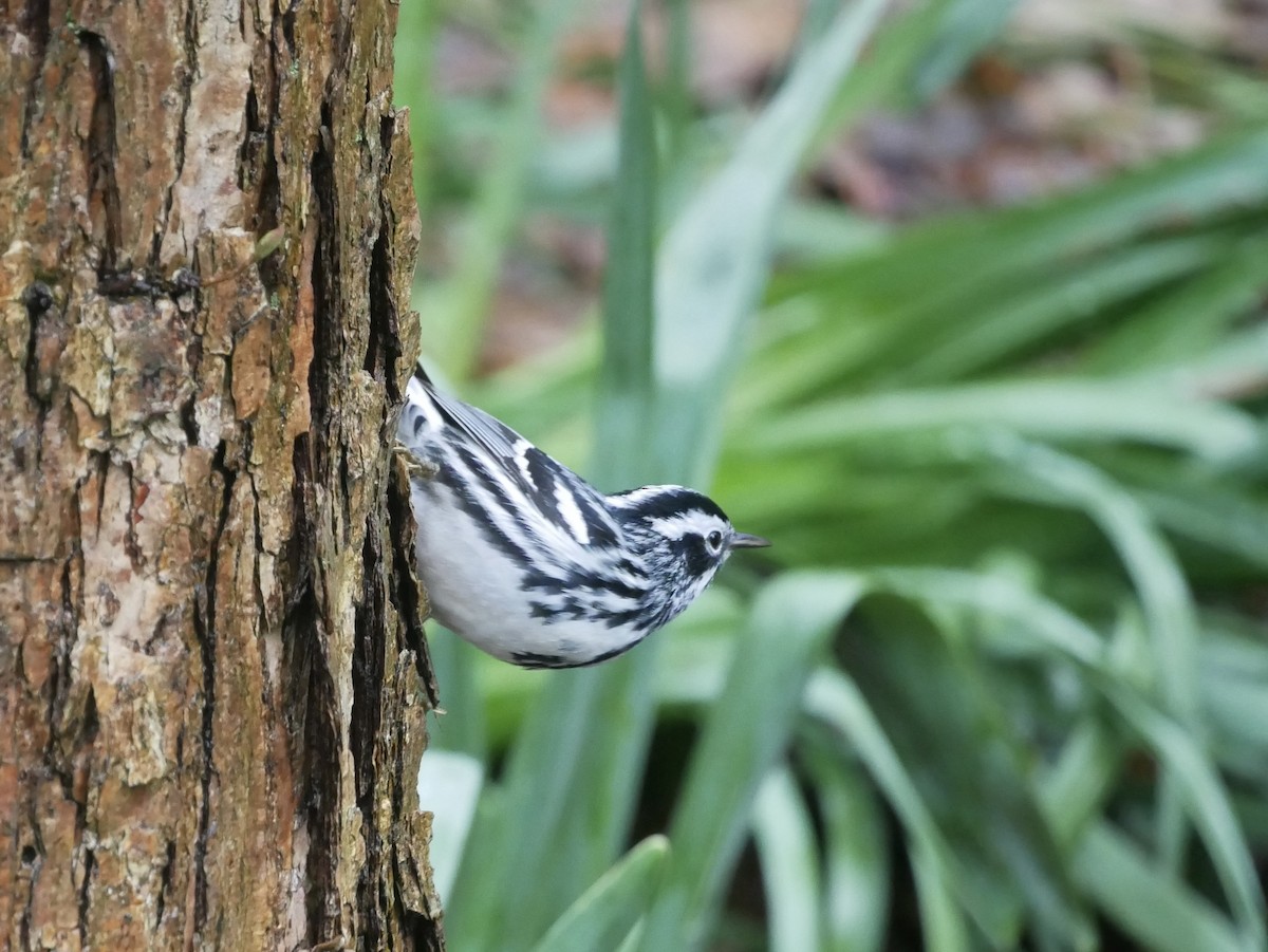 Black-and-white Warbler - ML619156985