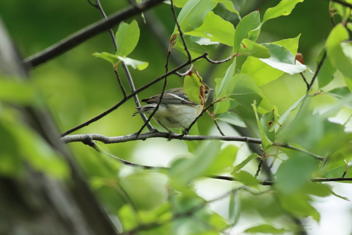 Bay-breasted Warbler - ML619156989