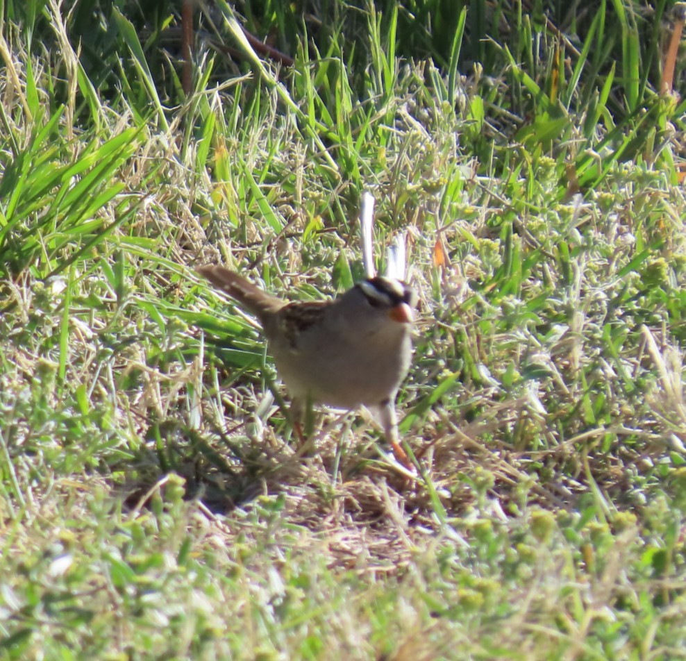 White-crowned Sparrow - ML619157000