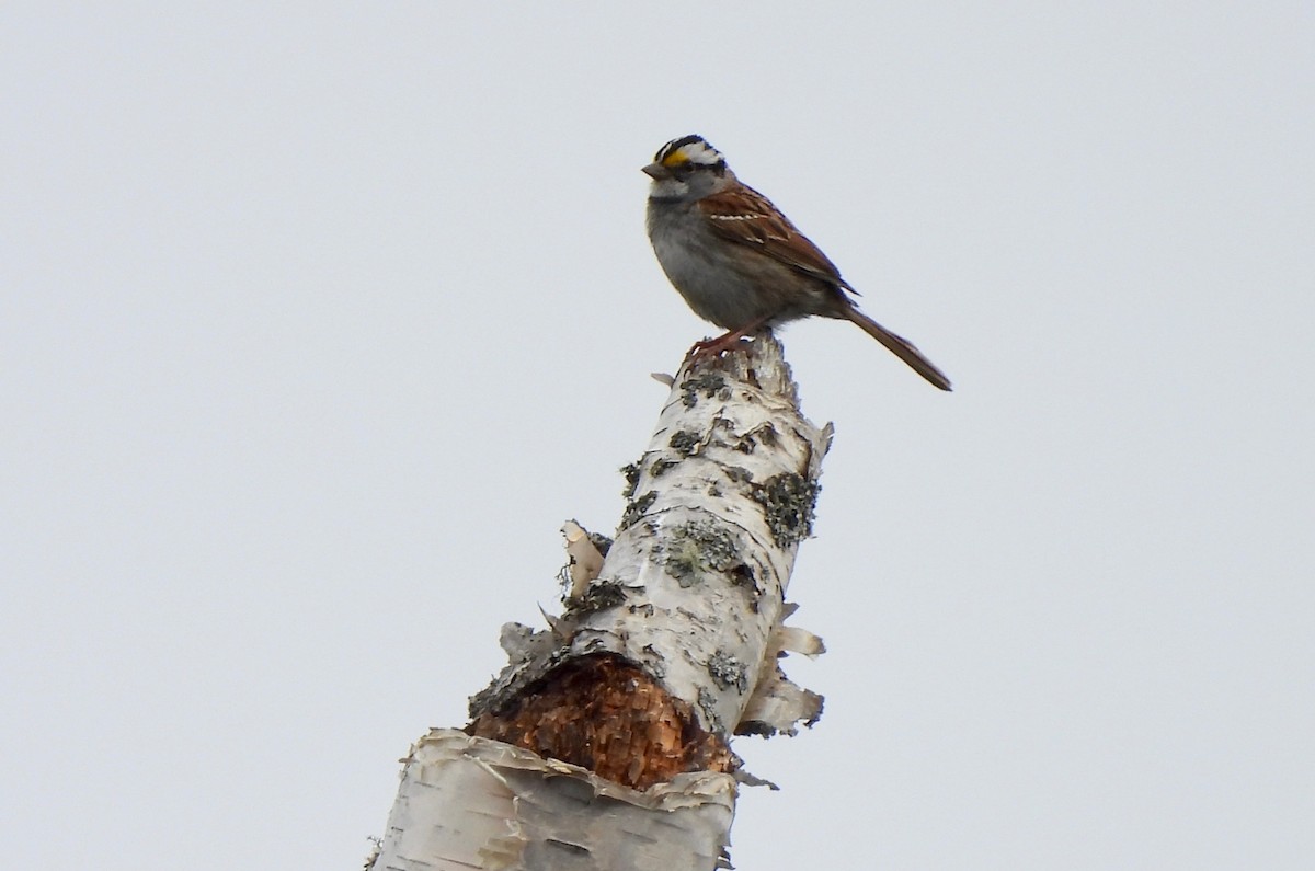 White-throated Sparrow - ML619157003