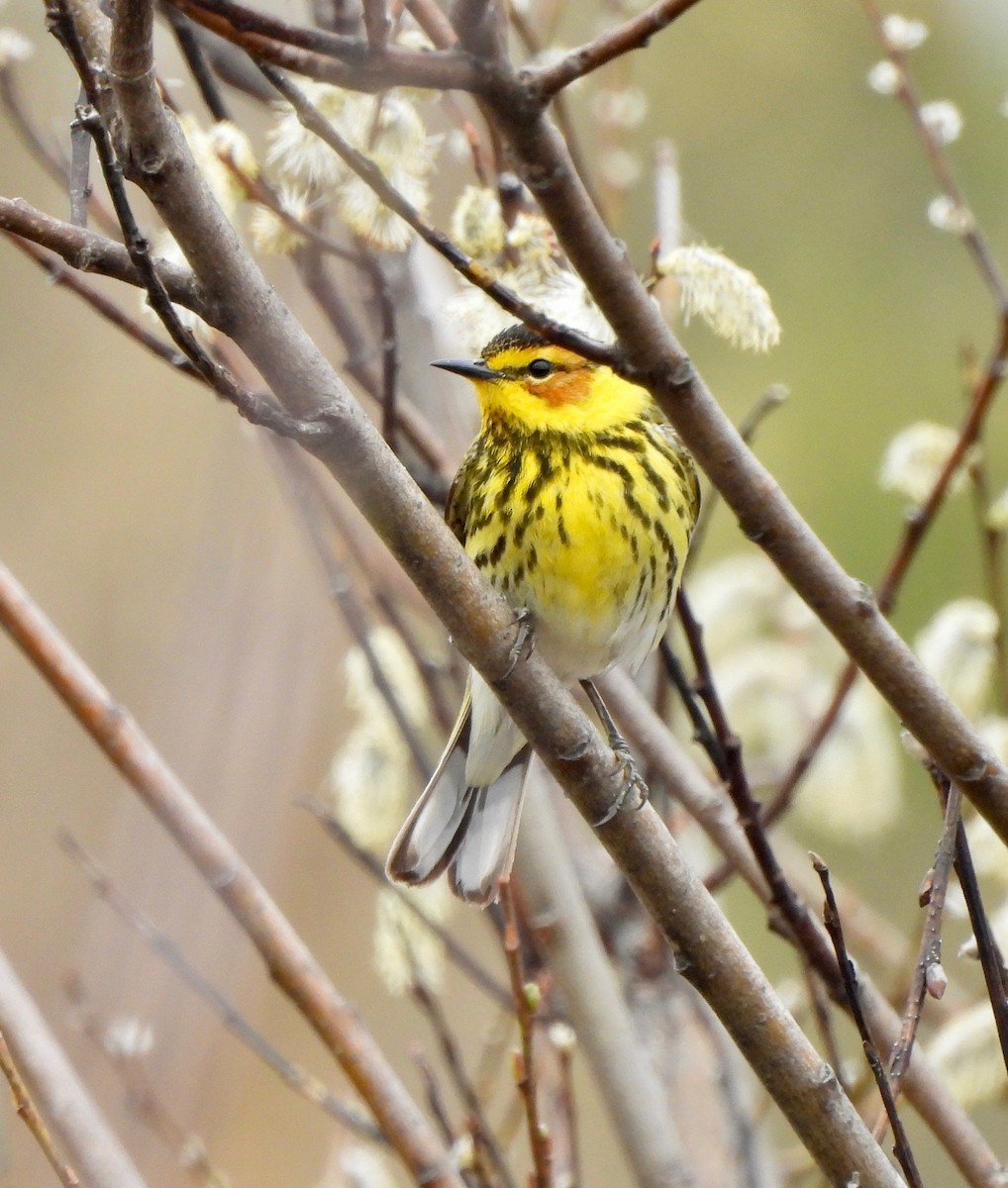 Cape May Warbler - ML619157031