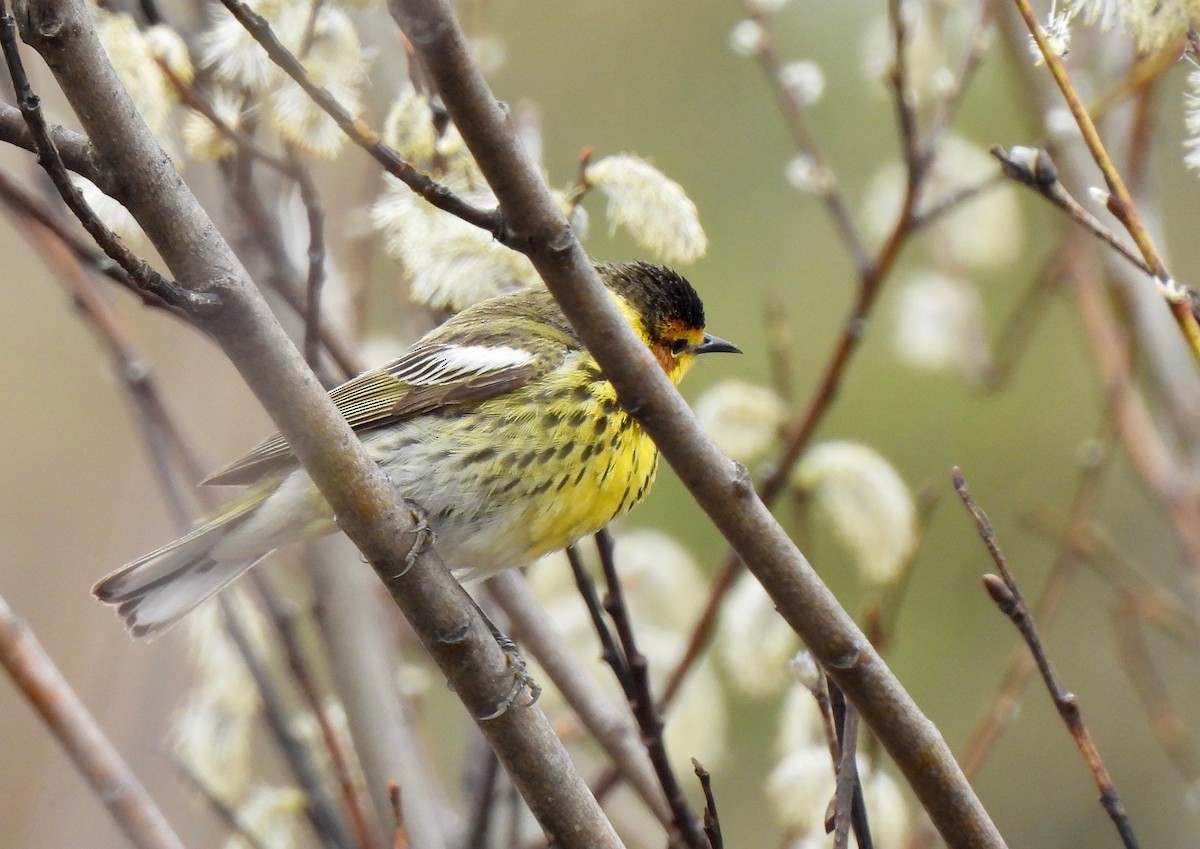 Cape May Warbler - ML619157032