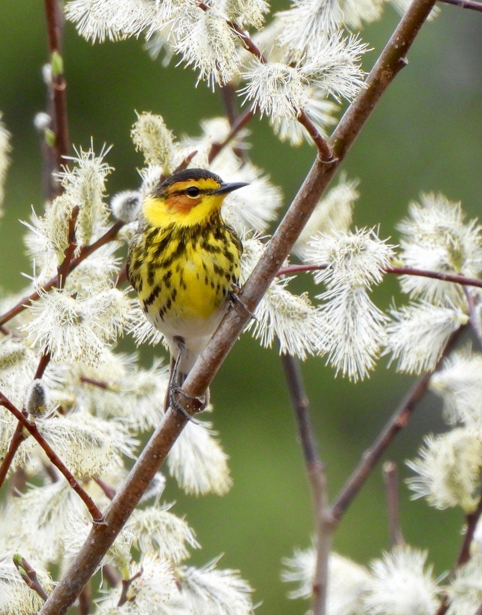 Cape May Warbler - ML619157033