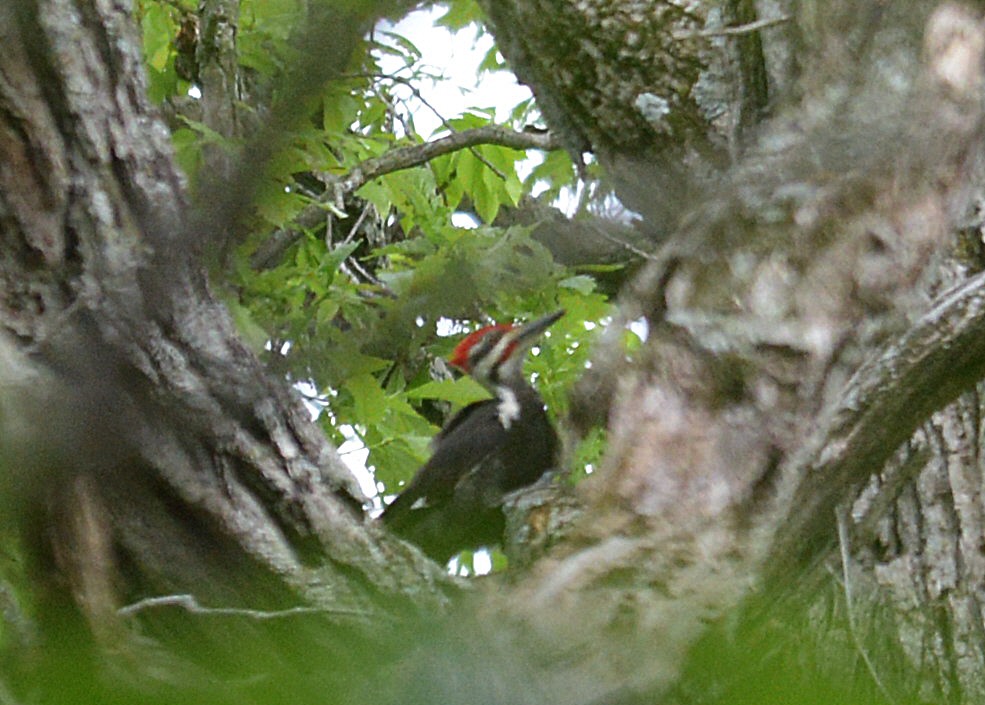 Pileated Woodpecker - ML619157035