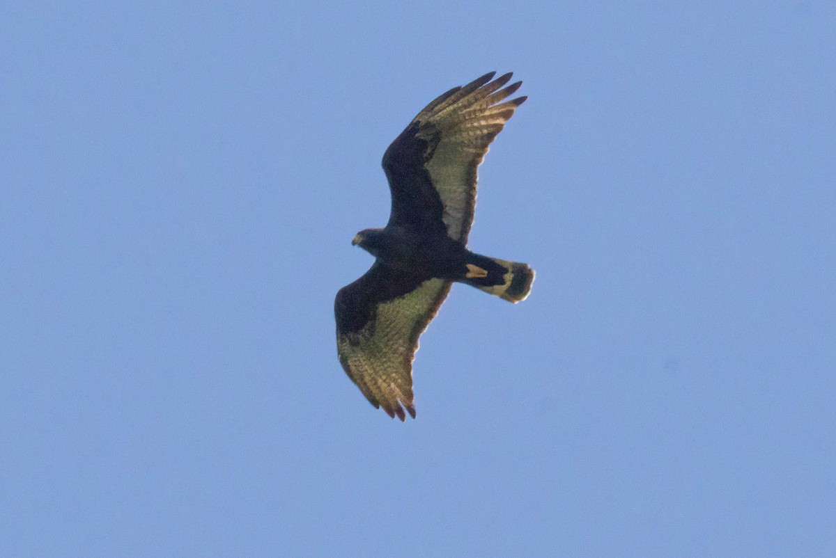 Zone-tailed Hawk - ML619157055