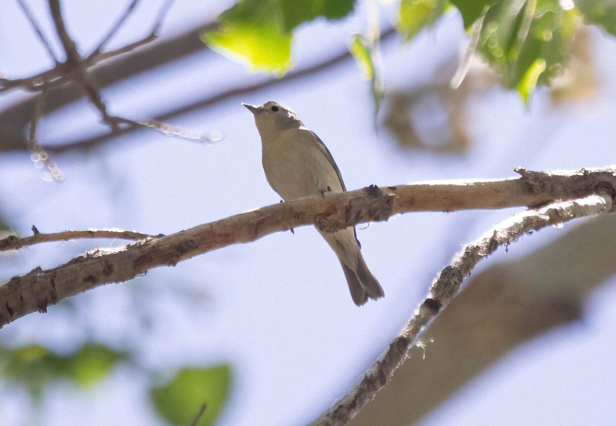 Lucy's Warbler - ML619157093