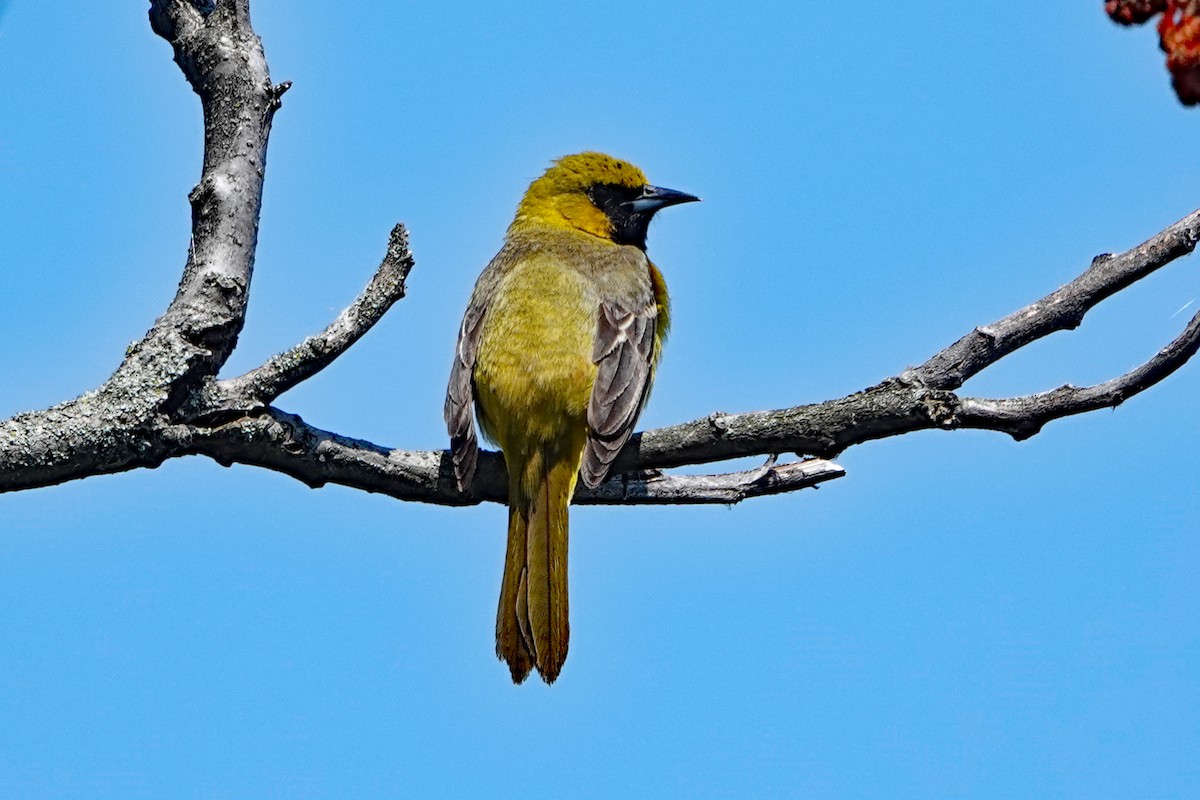 Orchard Oriole - ML619157105
