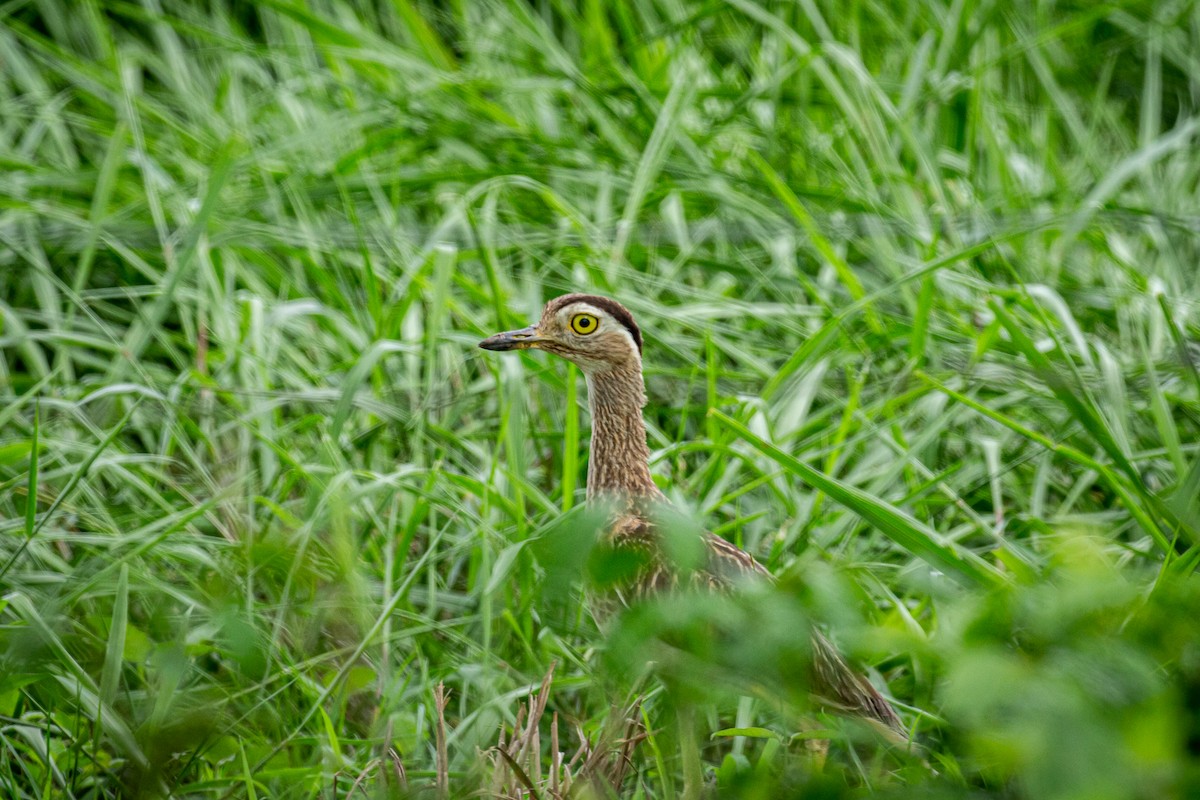 Double-striped Thick-knee - ML619157106