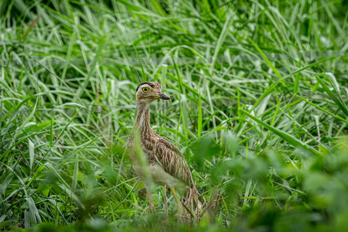 Double-striped Thick-knee - ML619157108