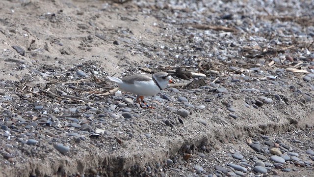 Piping Plover - ML619157166