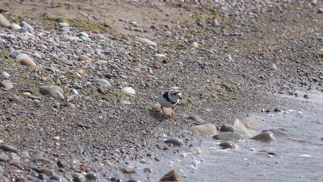 Piping Plover - ML619157173