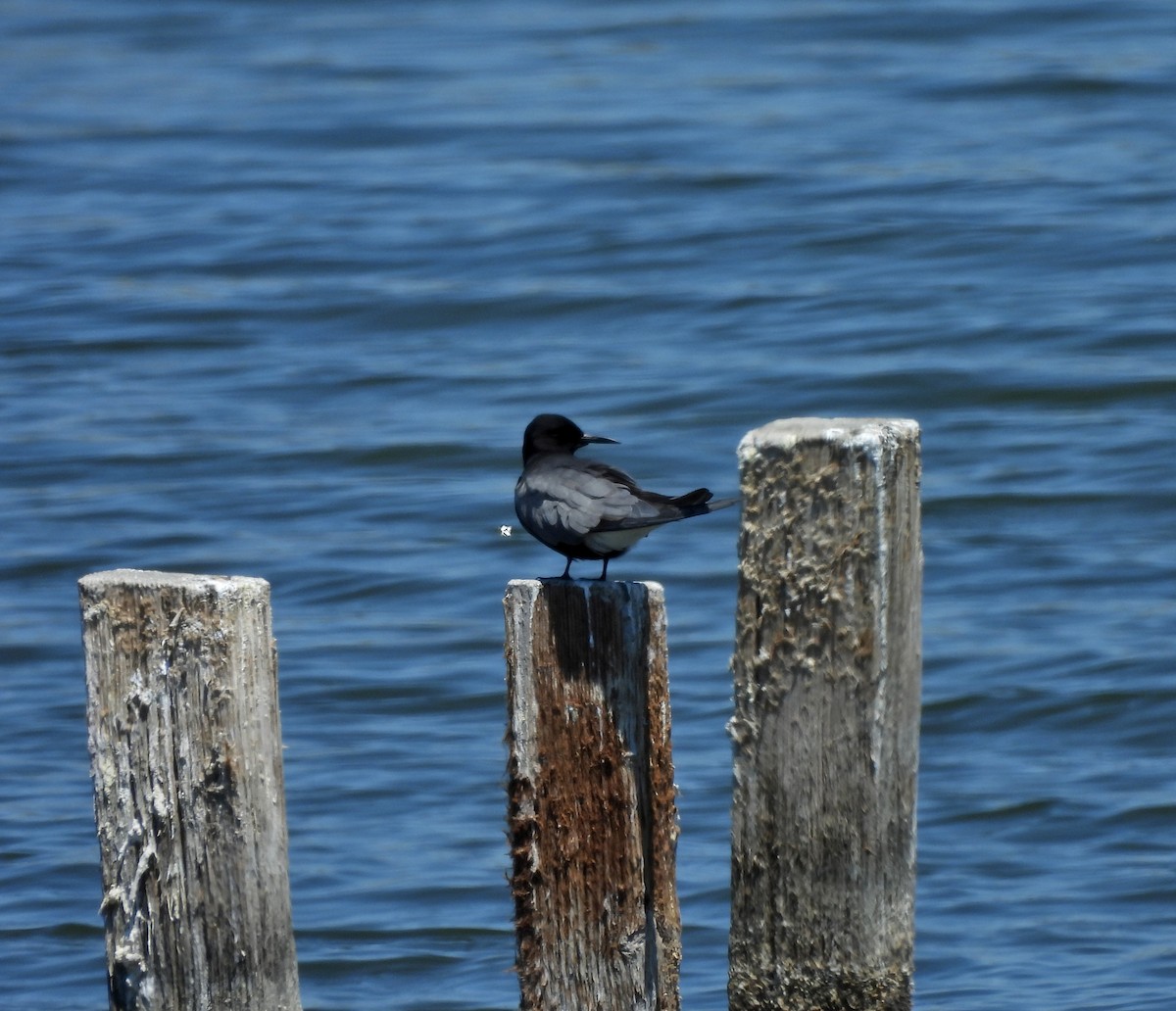 Black Tern - ML619157177
