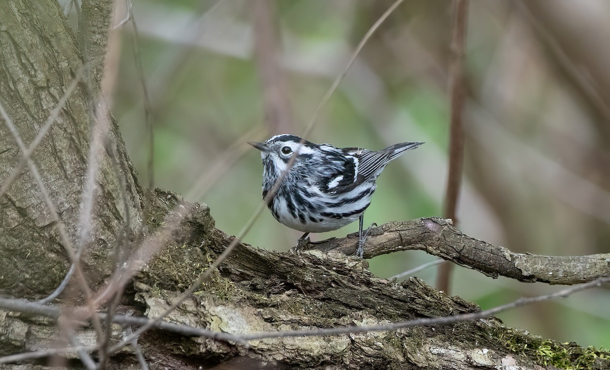 Black-and-white Warbler - ML619157201