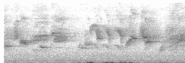 Hint Alaca Sığırcığı - ML619157211