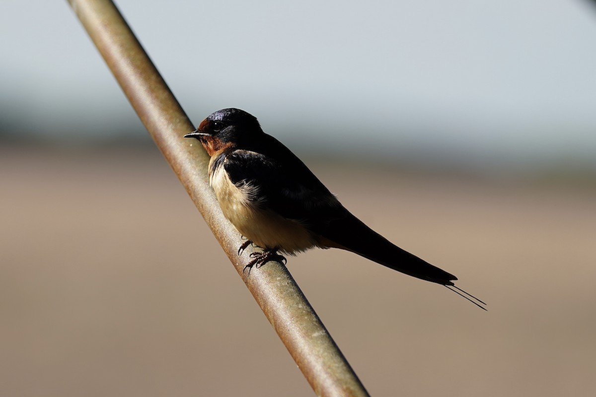 Barn Swallow (American) - ML619157234