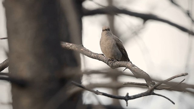 Townsend's Solitaire - ML619157266