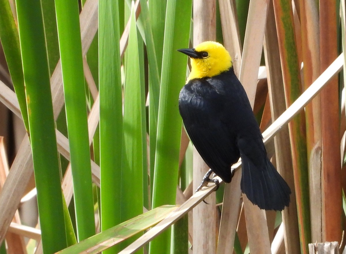 Yellow-hooded Blackbird - ML619157286