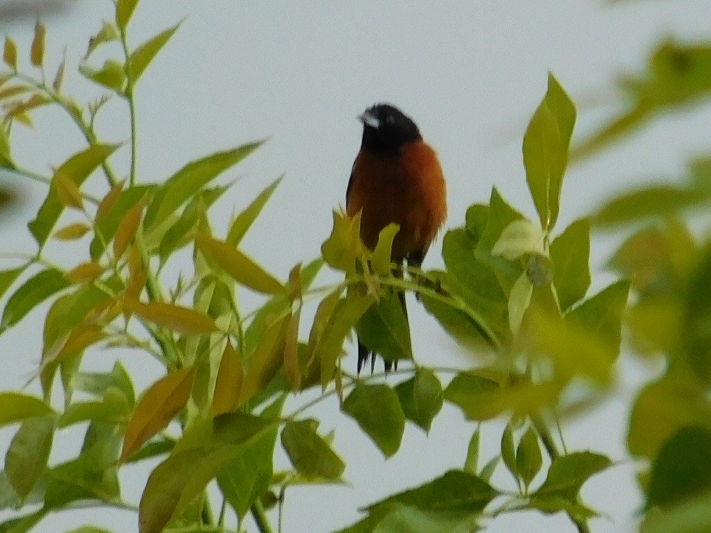 Orchard Oriole - ML61915731