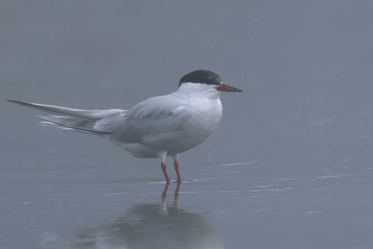 Common Tern - ML619157313