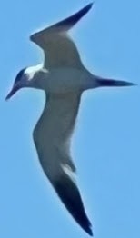 裏海燕鷗 - ML619157350