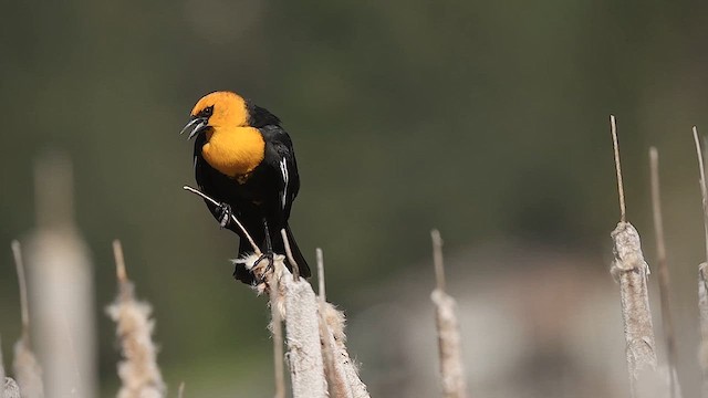 Yellow-headed Blackbird - ML619157371