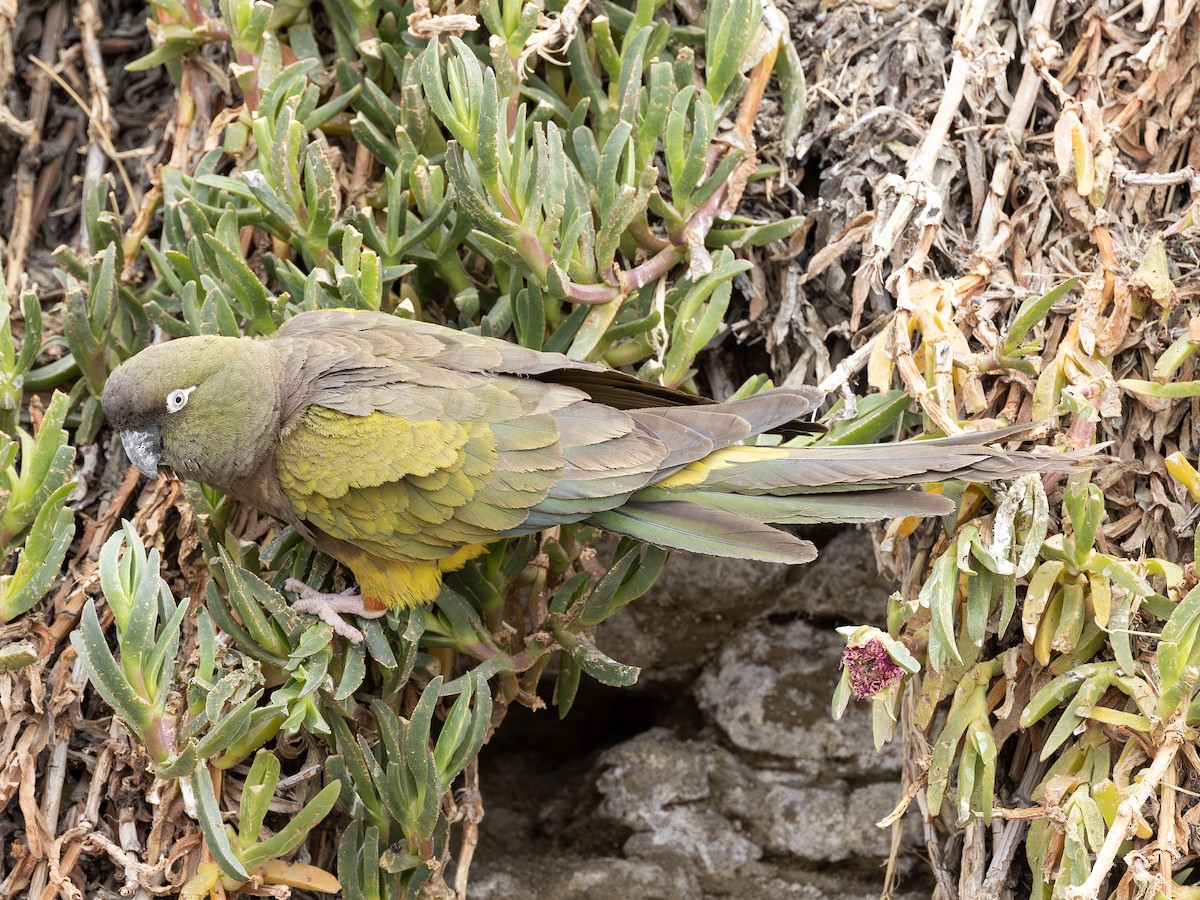 Patagonya Papağanı - ML619157375