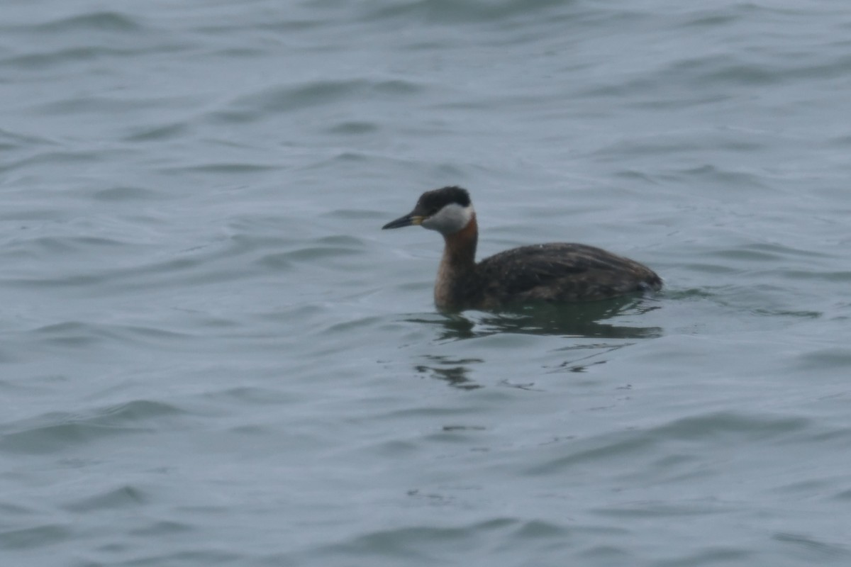 Red-necked Grebe - ML619157406