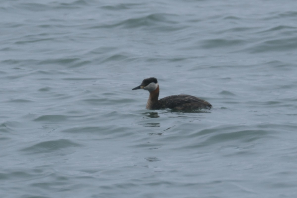 Red-necked Grebe - ML619157407
