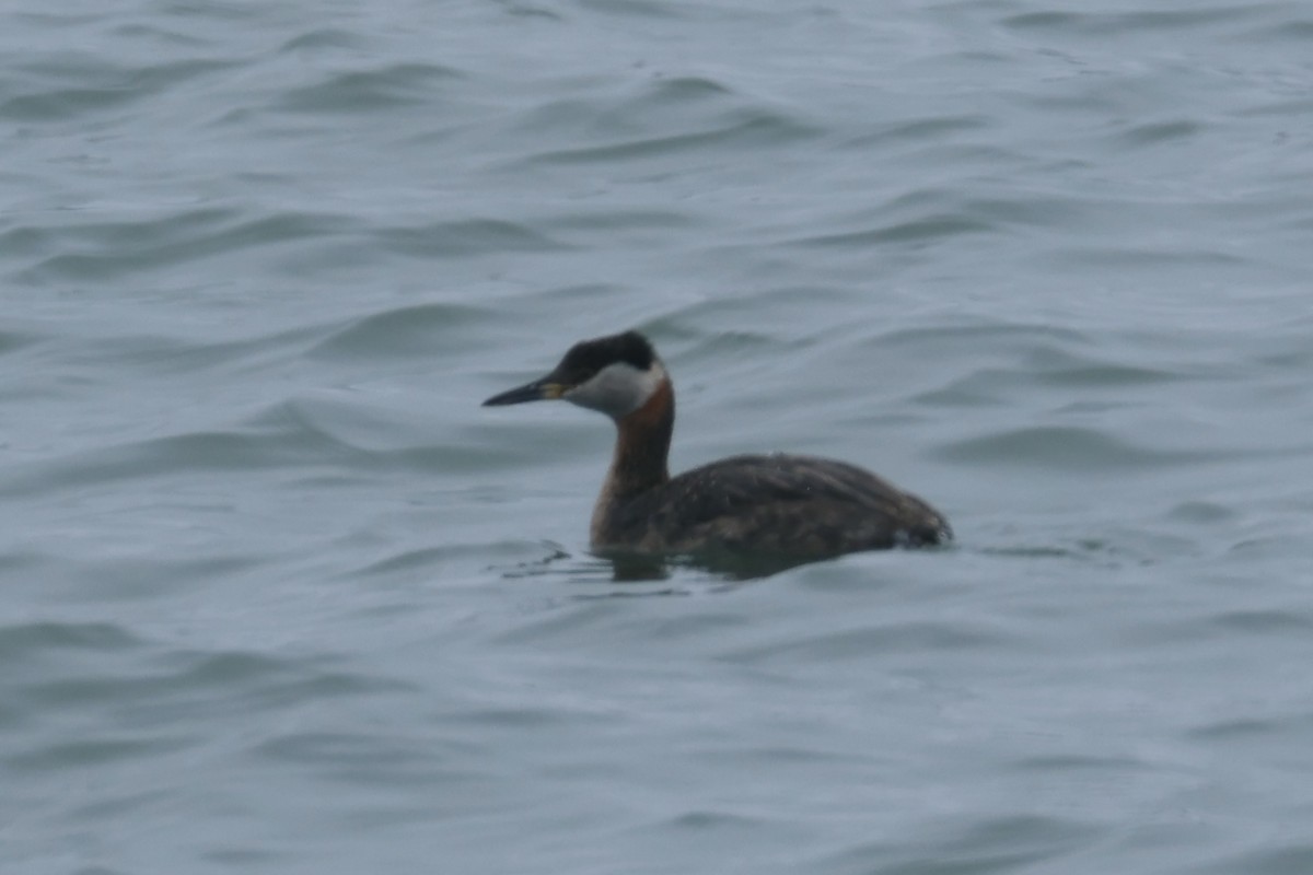Red-necked Grebe - ML619157408