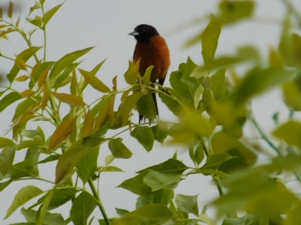 Orchard Oriole - ML61915741