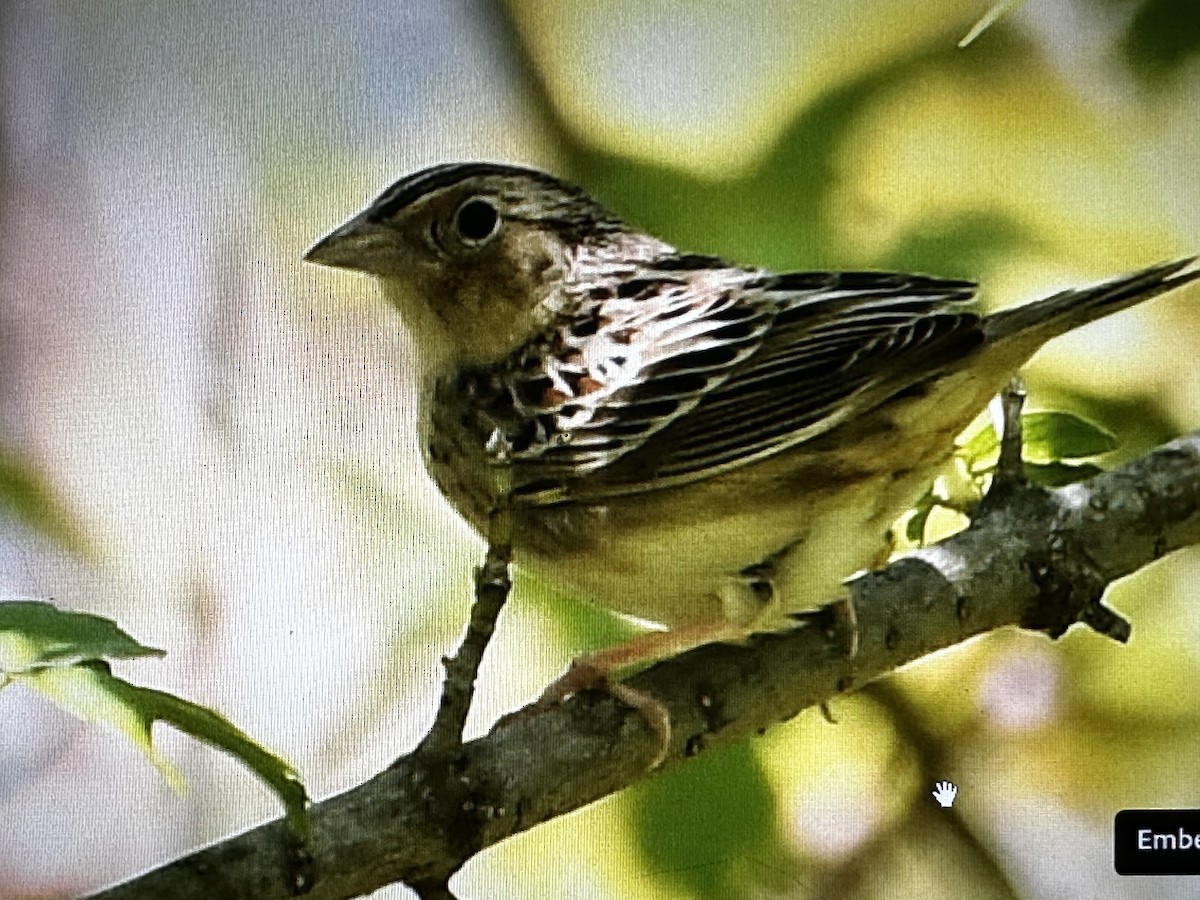 Grasshopper Sparrow - ML619157421