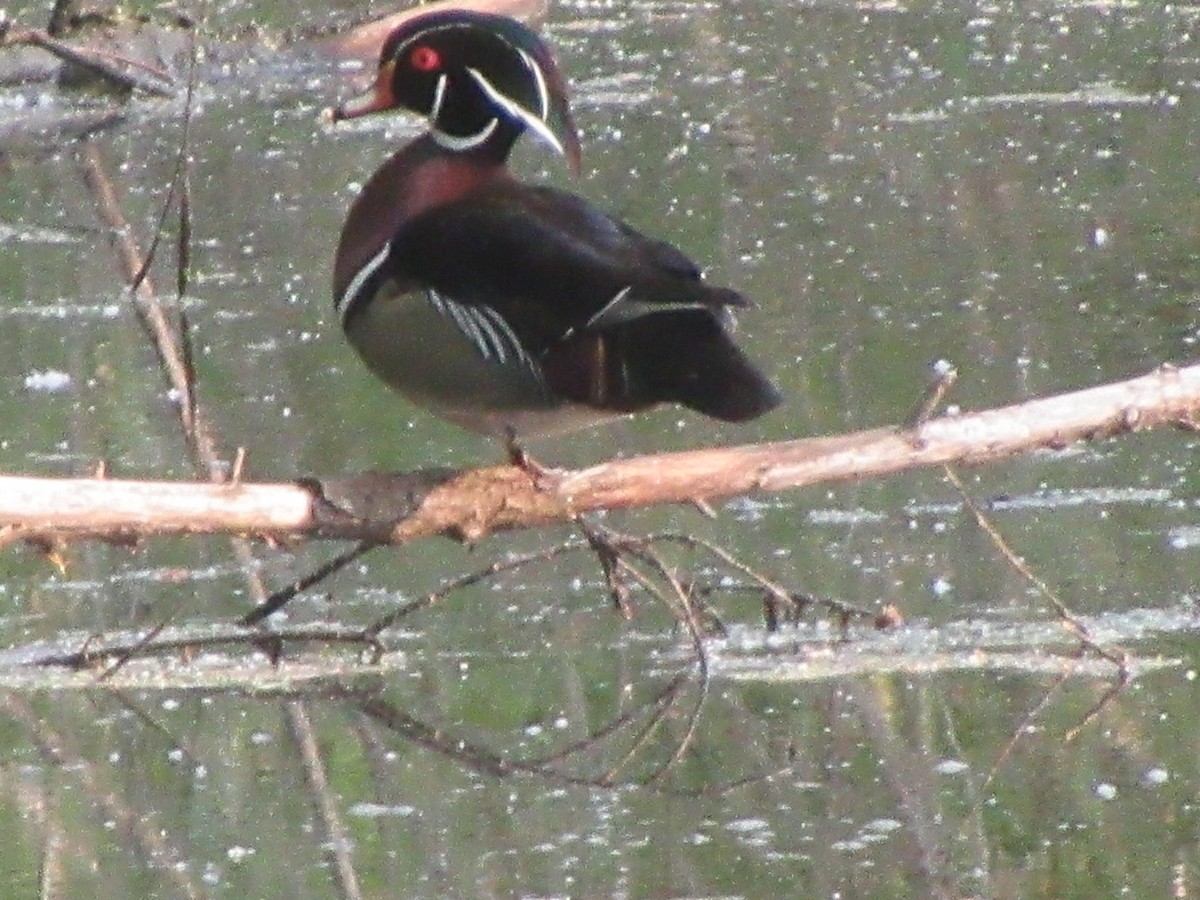 eBird Checklist 15 May 2024 Birch Island Woods 23 species