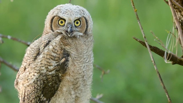 Great Horned Owl - ML619157433