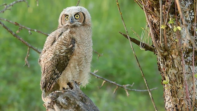 Great Horned Owl - ML619157436