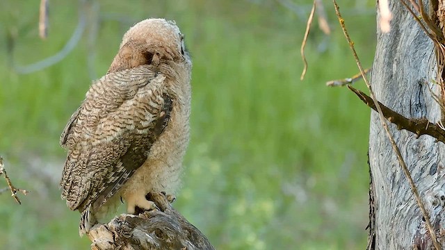 Great Horned Owl - ML619157437