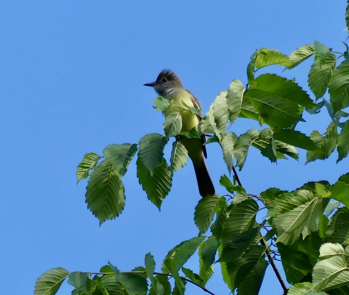 Great Crested Flycatcher - ML619157439