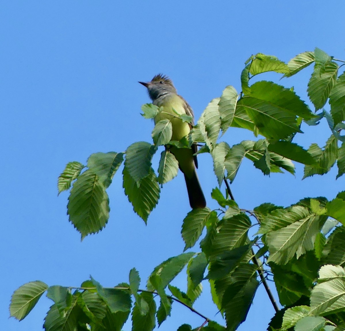 Great Crested Flycatcher - ML619157440