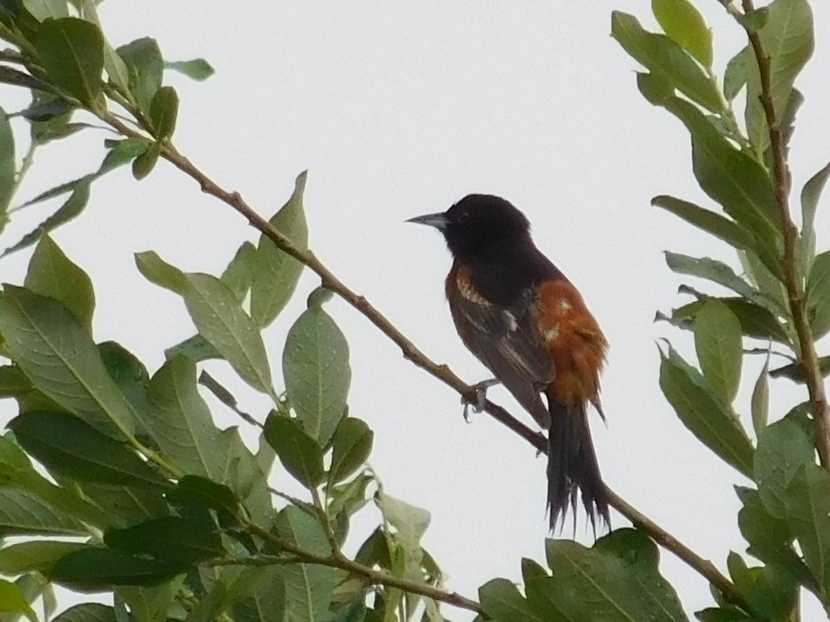 Orchard Oriole - ML61915751