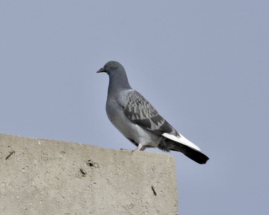 Сизый голубь (Одомашненного типа) - ML619157514