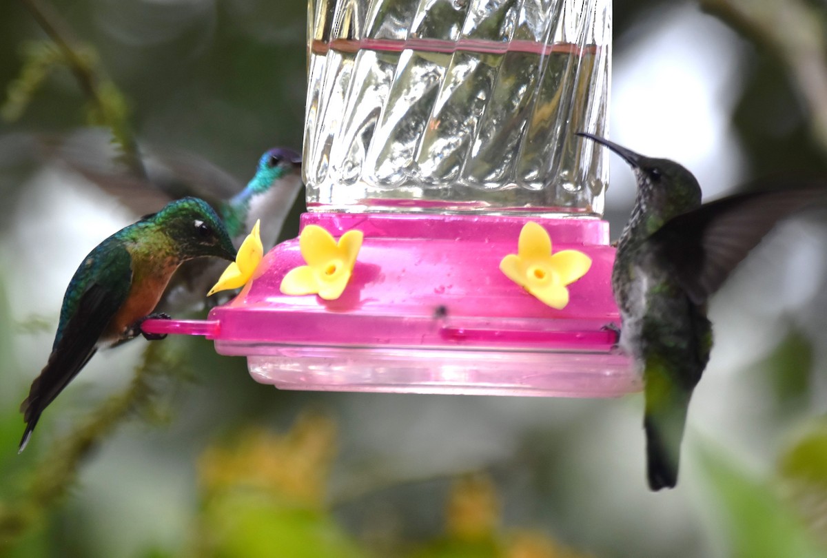 kolibřík hnědobřichý - ML619157570
