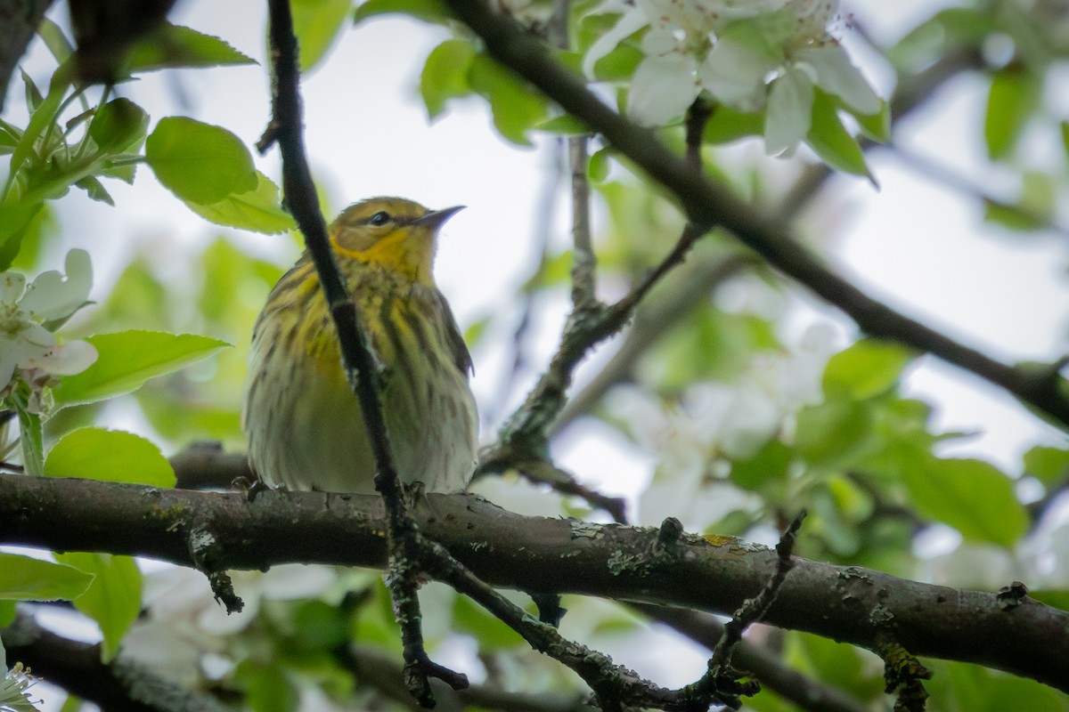 Cape May Warbler - ML619157607