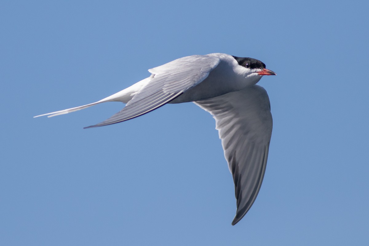 Common Tern - ML619157615