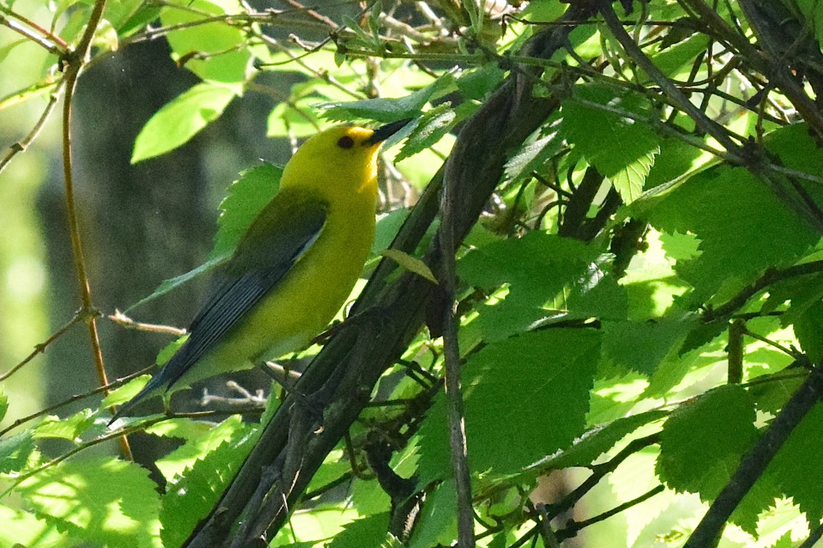 Prothonotary Warbler - ML619157643