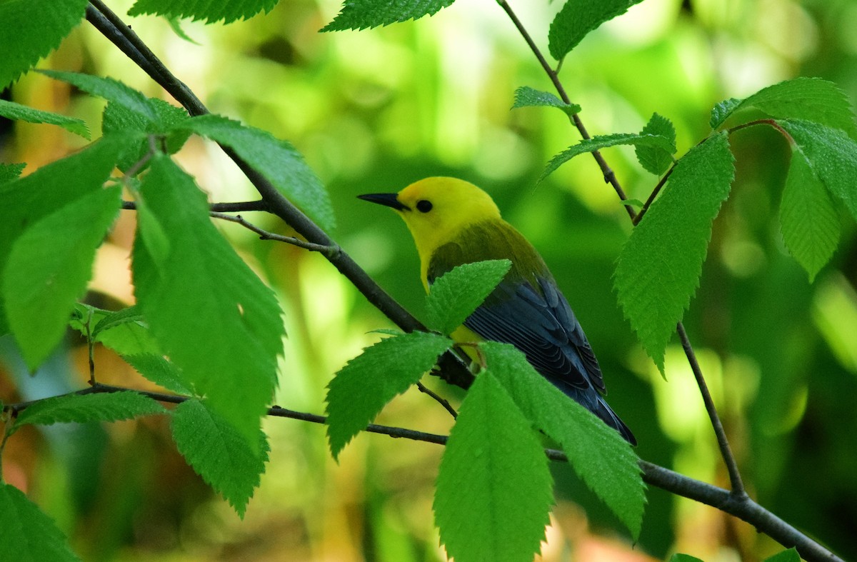 Prothonotary Warbler - ML619157644